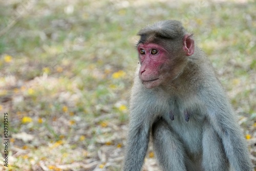 Portrait of baboon sitting on the ground. Portrait of young female monkey sitting in the park. Cute funny monkey with red face looking. © Prabhakarans12