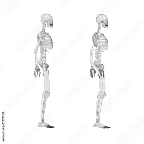 Set with human skeleton wireframe from black lines isolated on white background. Side view. 3D. Vector illustration.