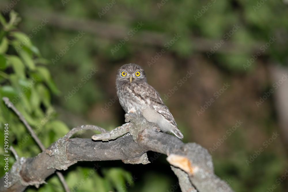 Obraz premium Young Little Owl photographed at night in summer.