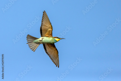 A colourful Bee-Eater in flight © gordzam