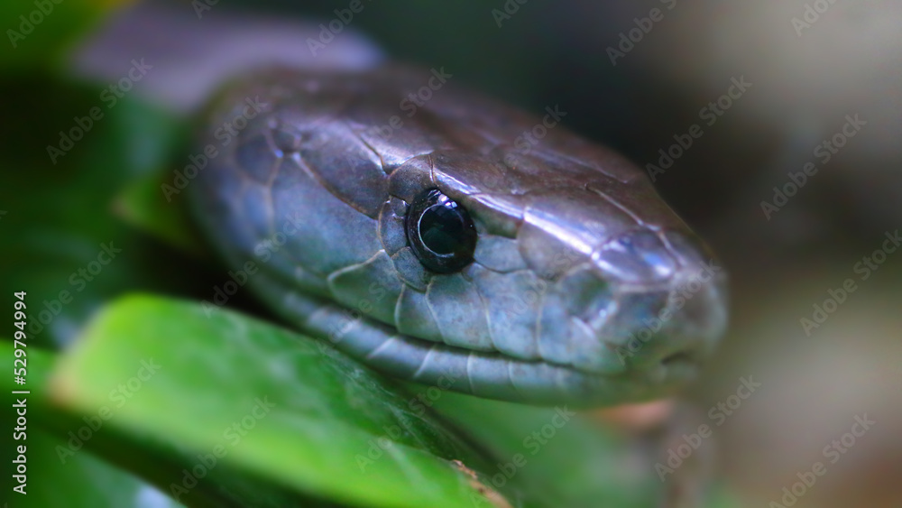 Obraz premium The Black Mamba - Dendroaspis polylepis. Portrait of a world's most venomous snake. Dangerous animal for travelers in african destinations. Wildlife photography. 