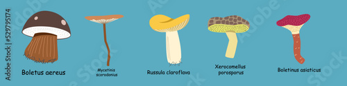 a set with edible mushrooms and a Latin name. Color vector illustration in a flat style.