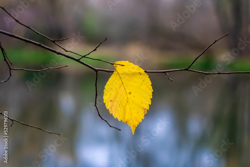 Lonely yellow autumn leaf on a natural background.