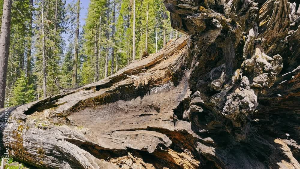 a large old redwood tree lying on the ground. Sequoia Park in California. a large old redwood tree lying on the ground. Sequoia Park in California.