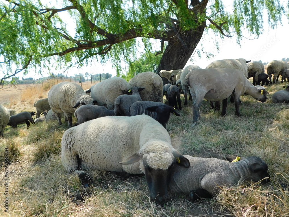 A Hampshire Down Ewe Sheep sleeping under a Willow Tree in the shade while resting her face on her sleeping Lamb in front of her A Hampshire Down Ewe Sheep sleeping under a Willow Tree in the shade while resting her face on her sleeping Lamb in front of her