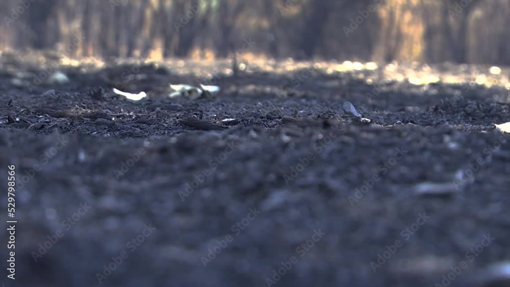 A FOREST AFTER FOREST FIRE FOLLOOW FOCUS TO THE BURNED GROUND A FOREST AFTER FOREST FIRE FOLLOOW FOCUS TO THE BURNED GROUND