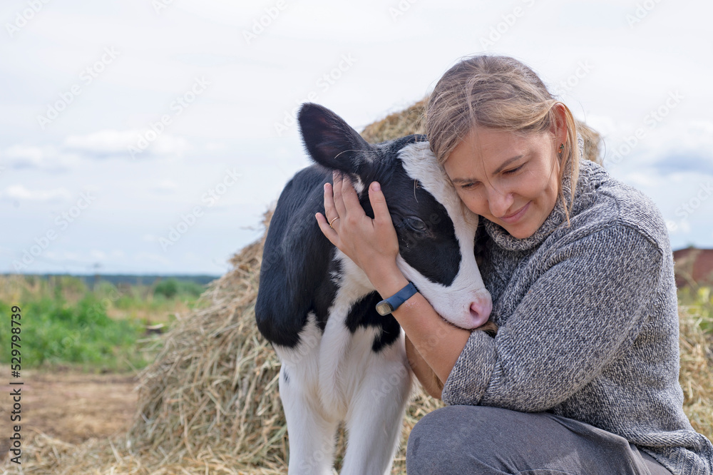 pretty black-white new born calf posing with farmer. close up