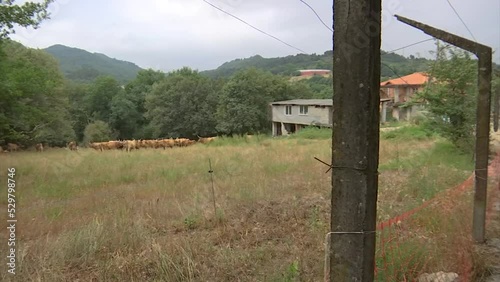 HERD OF BROWN COWS WITH BIG HORNS GRAZING IN THE FIELD