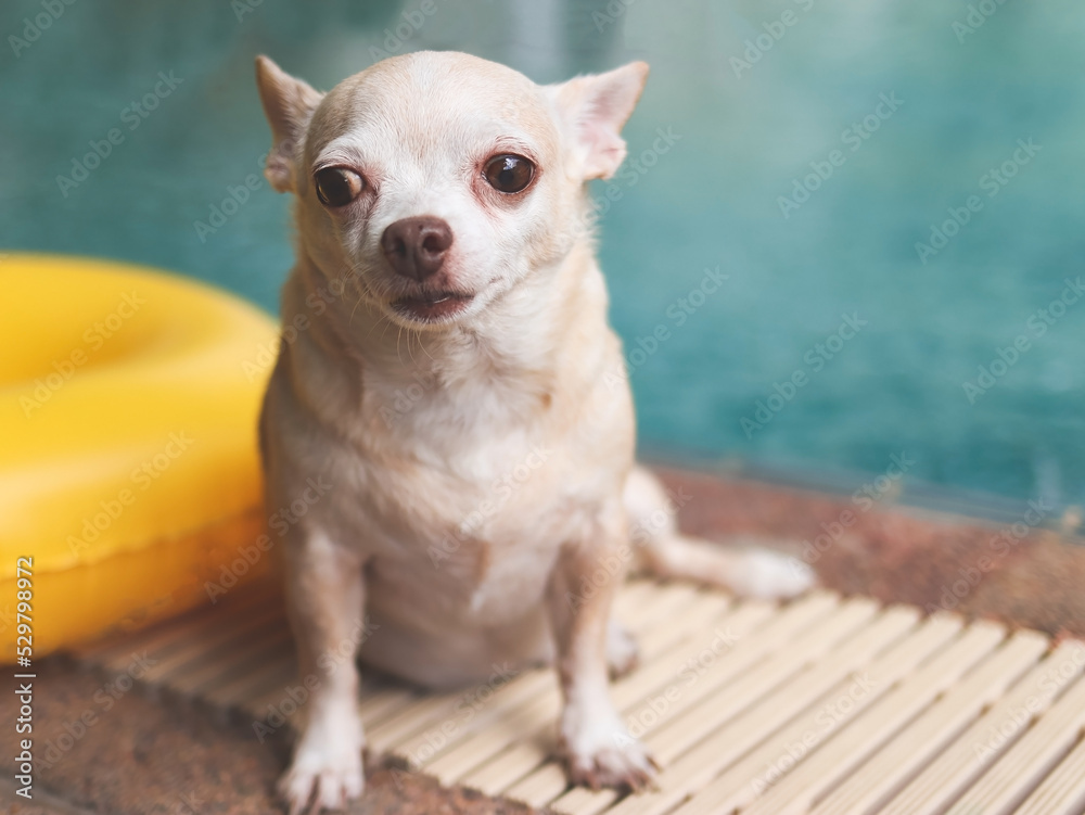 brown short hair chihuahua dog sitting by swimming pool with yellow swimming ring or inflatable.