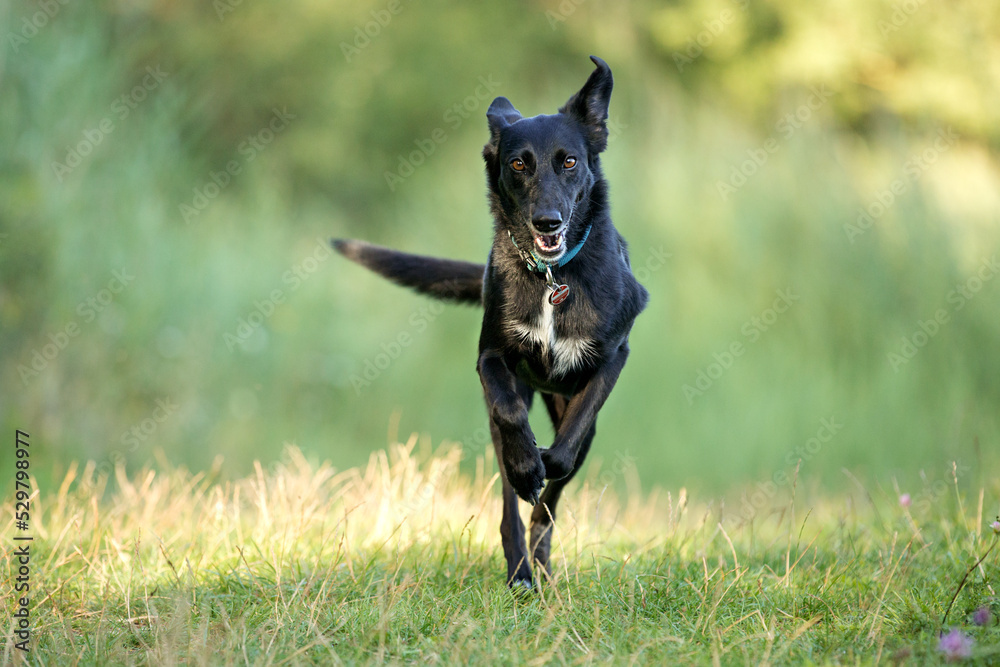 cute black mixed dog in nature cute black mixed dog in nature