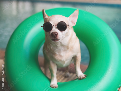 Fototapeta Naklejka Na Ścianę i Meble -  brown short hair chihuahua dog wearing sunglasses standing  in  green  swimming ring or inflatable by swimming pool, lookig at camera.