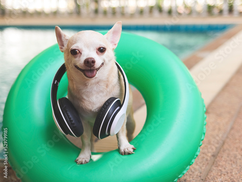 Fototapeta Naklejka Na Ścianę i Meble -  short hair chihuahua dog wearing headphones around neck, standing in green swimming ring or inflatable by the swimming pool, smiling and looking at camera.