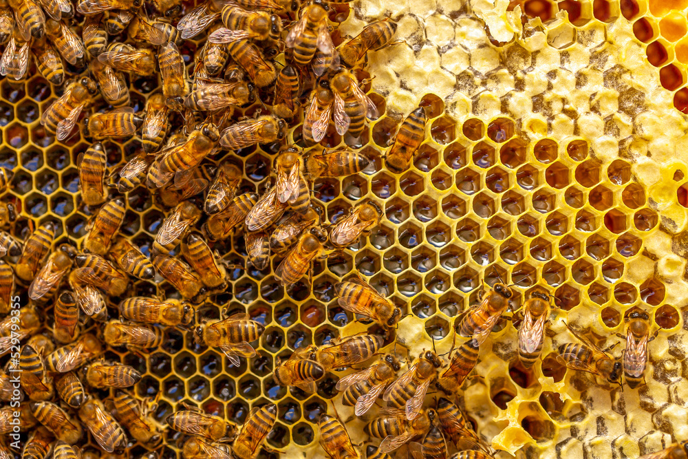 Beautiful honeycomb with bees close-up. A swarm of bees crawls through the combs collecting honey. Beekeeping, wholesome food for health. Beautiful honeycomb with bees close-up. A swarm of bees crawls through the combs collecting honey. Beekeeping, wholesome food for health.