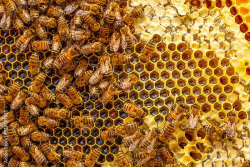 Beautiful honeycomb with bees close-up. A swarm of bees crawls through the combs collecting honey. Beekeeping, wholesome food for health. © Vera