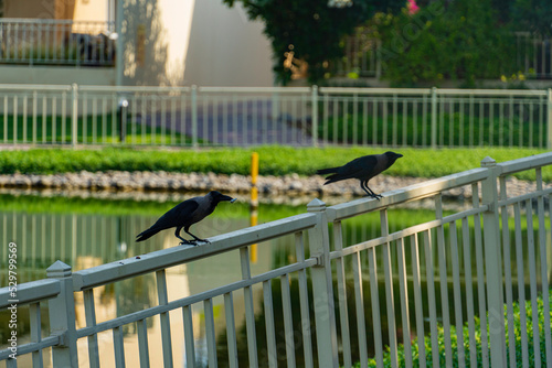 Two ravens on a fence © Sheng