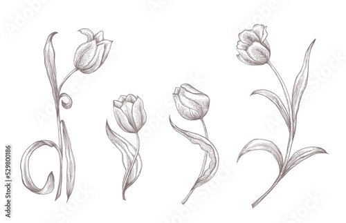 Hand drawn isolated tulips on white background. Floral vector illustration for design greetings cards.