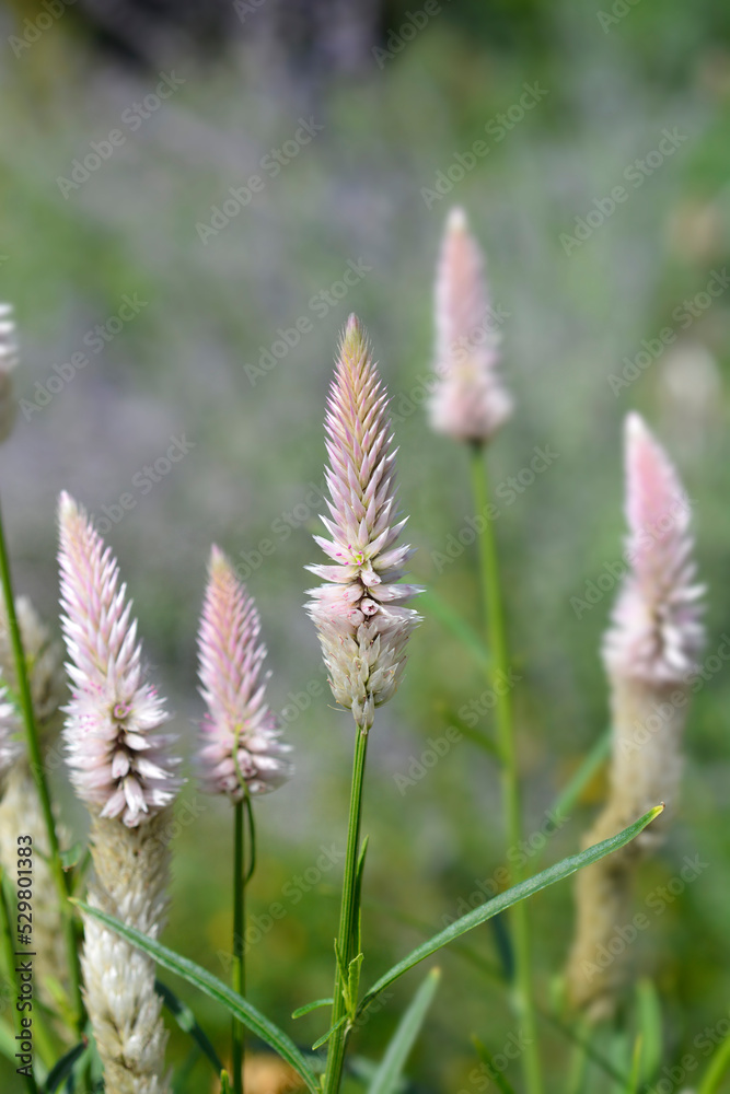 Cockscomb Flamingo Feather