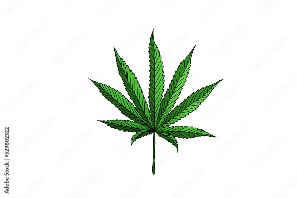 cannabis leaves hand drawn illustration design cannabis leaves hand drawn illustration design