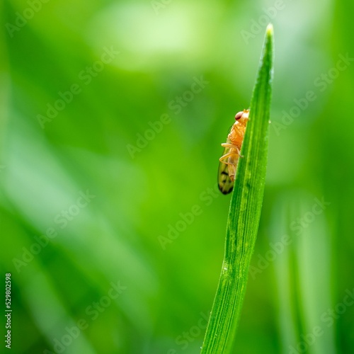 Closeup shot of a dung fly (Scathophagidae) on grass photo