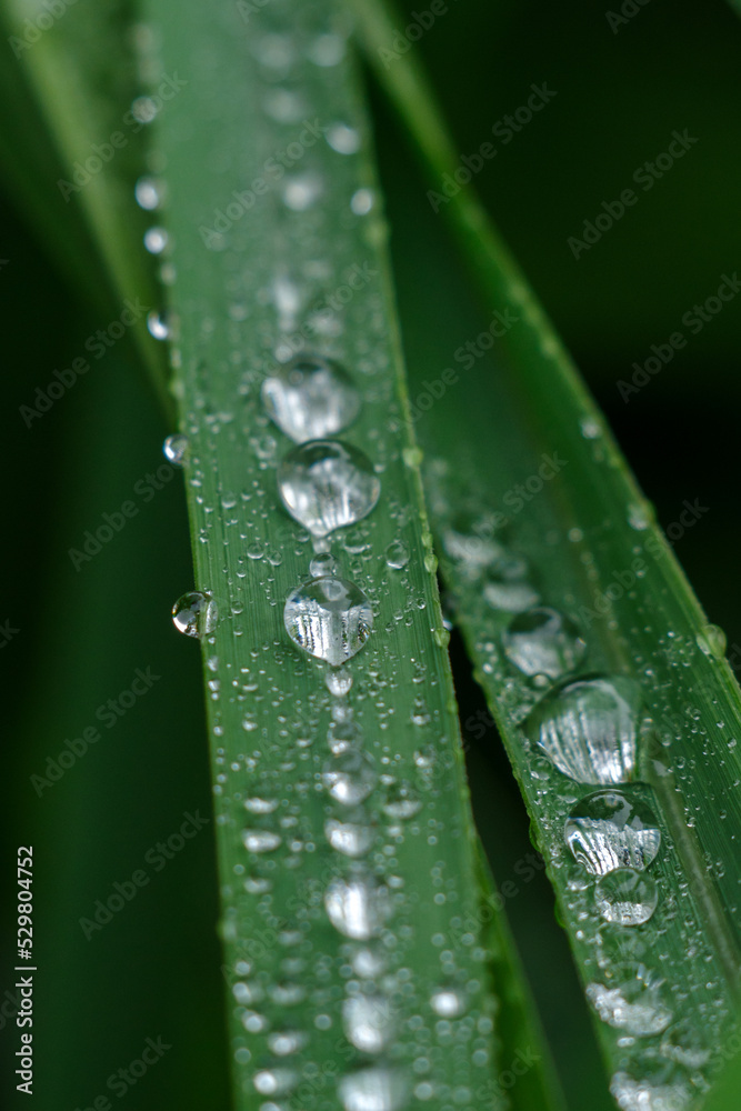 雨上がりに葉っぱにしずくが付いている 雨上がりに葉っぱにしずくが付いている