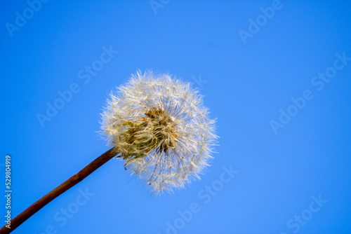 Blue sky and Dandelion seeds.