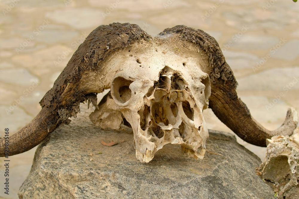 Close-up. African buffalo skull lying on a stone