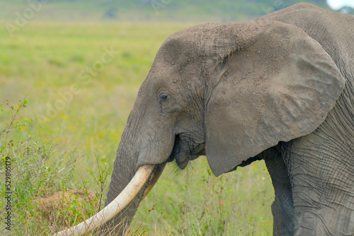 The elephant smiles and is very pleased  diligently stuffing his belly with fresh grass