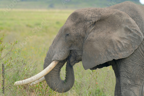 A happy elephant plucks grass with its trunk in a meadow in the African savannah