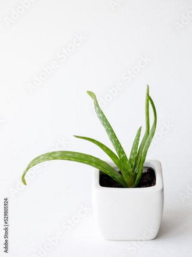Succulent Aloe Vera Plant on White Pot Isolated on white Background by front view. Vertical mock up  copy space  close up