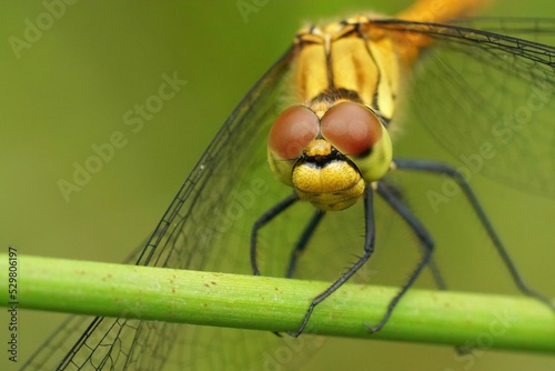 Yellow dragonfly on a twig plant photo