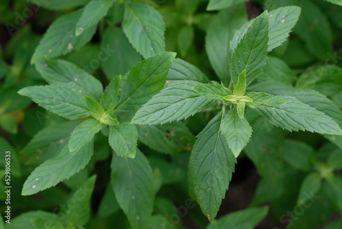Closeup of Japanese mint leaves