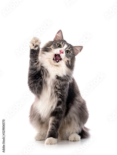 Norwegian Forest cat