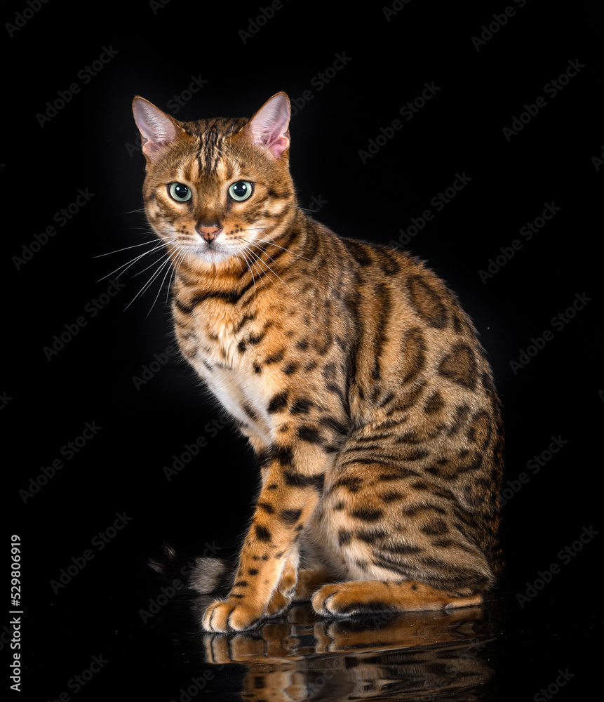 bengal cat in studio bengal cat in studio