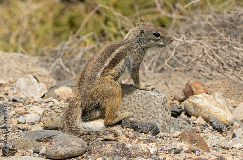 Atlashörnchen