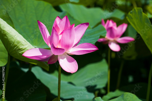 Close-up of the lotus in the garden with blurred background
