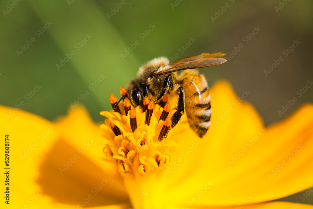 Close-up cosmos flowers with the bee in the outdoor garden. Close-up cosmos flowers with the bee in the outdoor garden.