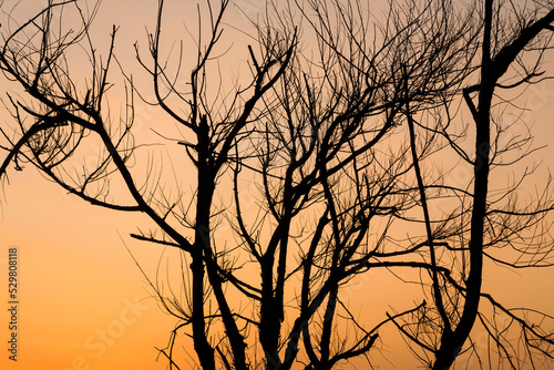 Tree branches silhouette and sunset background
