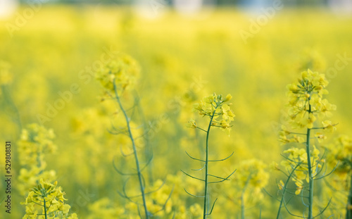 Rape plant and flowers in close-up. Cultivation of rapeseed. The plant is isolated against a dark background.