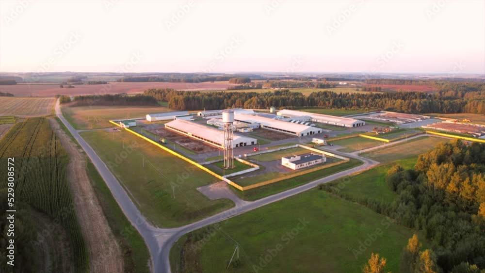 Farm buildings at agriculture field on sunset. Cowshed with cows and pigs in rural, aerial view. Milk production and Animal husbandry. Cow Dairy and Farm animals. Farm of cattle. Rural landscape. Farm buildings at agriculture field on sunset. Cowshed with cows and pigs in rural, aerial view. Milk production and Animal husbandry. Cow Dairy and Farm animals. Farm of cattle. Rural landscape.