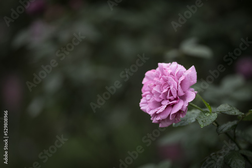 しっとりとした色合いのピンクのバラ