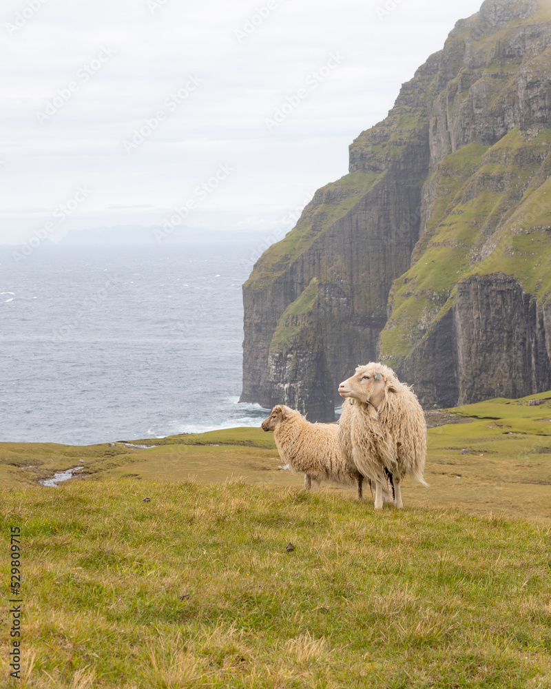 Sheep on the coast in Faroe Islands