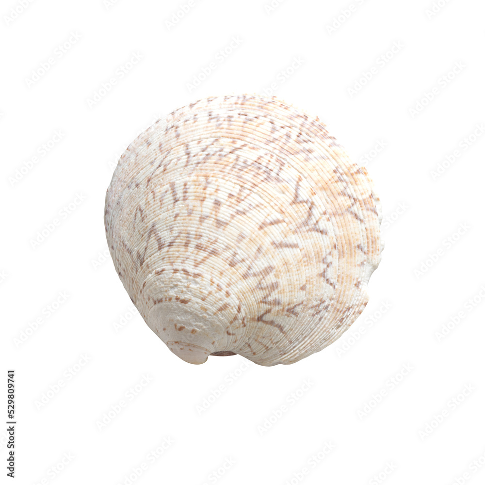 Slightly broken seashell with a semitransparent shadow Slightly broken seashell with a semitransparent shadow