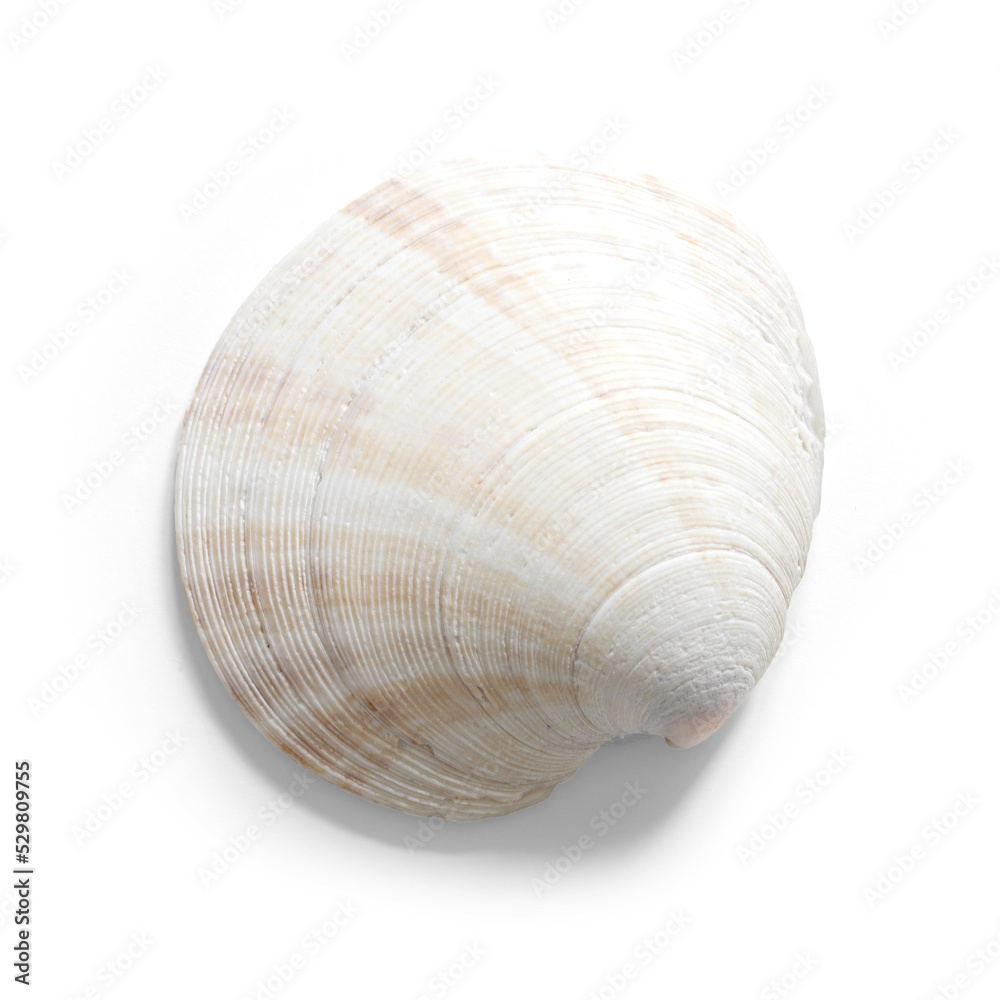 White seashell with a semitransparent shadow White seashell with a semitransparent shadow
