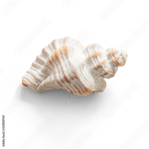 Characteristic seashell with a semitransparent shadow