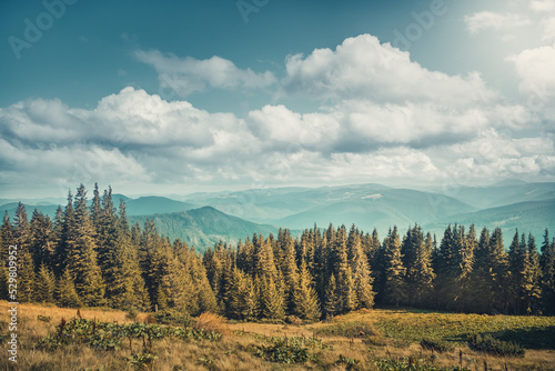 Awesome alpine highland forest in sunny autumn day. Pine trees against mountain range and bright blue sky. Beautiful nature landscape. Natural background. Vintage retro tone. Carpathians mountains