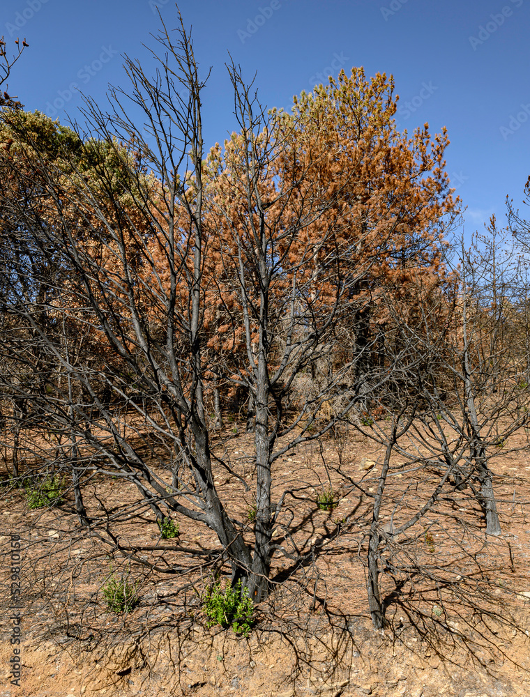 dry tree, black, dead, burned in the summer fire, behind more burned vegetation, dry land, parched burned, desolation, devastation, heat wave, drought, climate change dry tree, black, dead, burned in the summer fire, behind more burned vegetation, dry land, parched burned, desolation, devastation, heat wave, drought, climate change