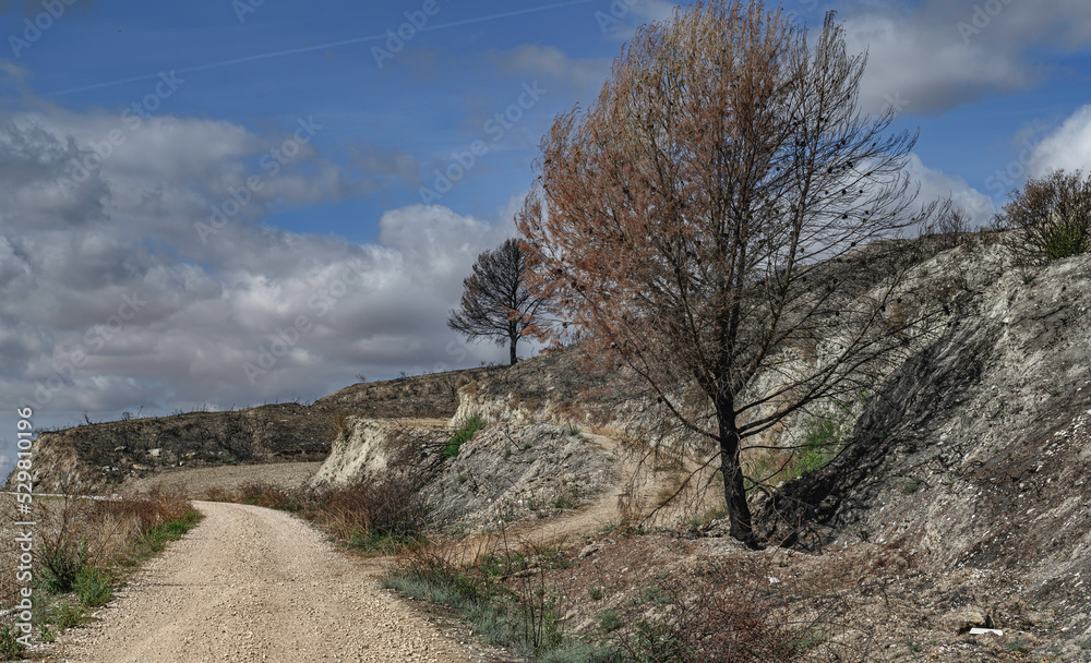 Fototapeta premium photo of a road yellowish and dry land at the edge of the road two trees, one in the foreground, dry, brown, dead, burned by summer fires, in the background another blacker one also burned by fire, to