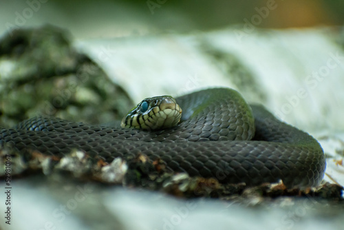 A large grass snake curled up in a ring