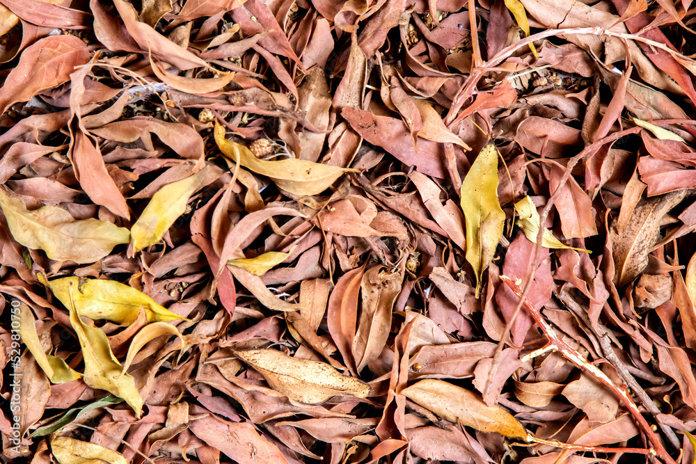 Dry leaves, autumn. Texture, background Dry leaves, autumn. Texture, background