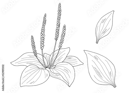 Plantain plant graphic black white isolated sketch illustration vector 